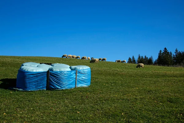 Rolls Packed Ensilage Flock Sheep — Stock Photo, Image