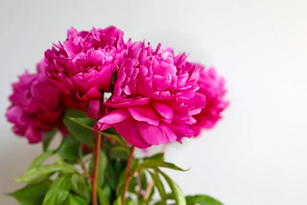 Beautiful Bouquet Peonies — Stock Photo, Image