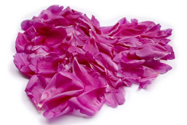 Розовое Сердце Лепестков Пиона Белой Спине — стоковое фото