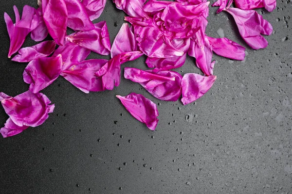 Kompozycja Różowych Płatków Kwiatowych Piwonii Błyszczącym Czarnym Tle Krople Wody — Zdjęcie stockowe