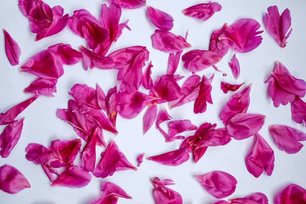 Różowy Piwonia Kwiat Płatki Białym Papierze Tło Płaskie Układanki — Zdjęcie stockowe