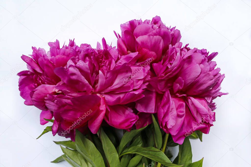 peony flowers bouquet on white background, flat lay