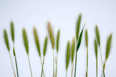 Beyaz arka planda genç çavdarın kulakları