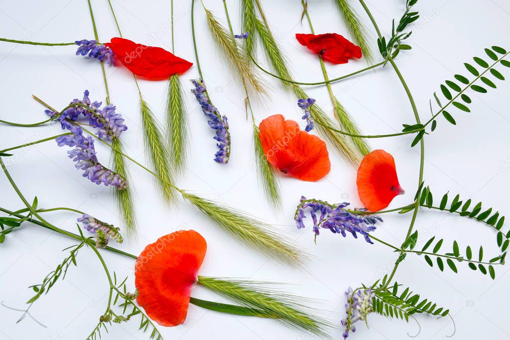 ears of young rye, purple flowers and poppy petals on a white background