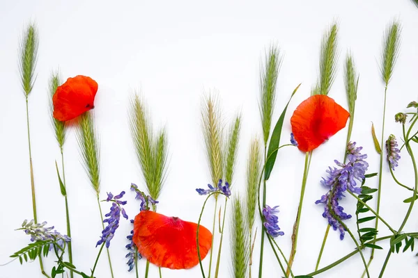 Composition Des Fleurs Des Champs Sauvages Sur Fond Blanc — Photo