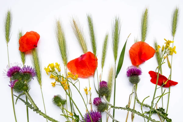 Composition Wild Field Flowers White Backgroun — Stock Photo, Image