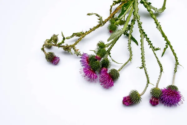 purple thistle flowers on white background, copy space