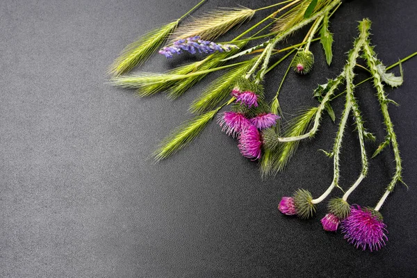 Fleurs Chardon Violet Jeunes Oreilles Seigle Sur Fond Noir Brillant — Photo