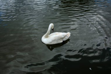 Gölde beyaz kuğu