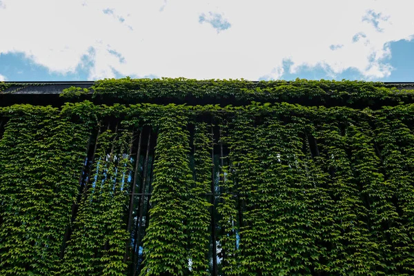 空に向かってツタで生い茂る壁 — ストック写真