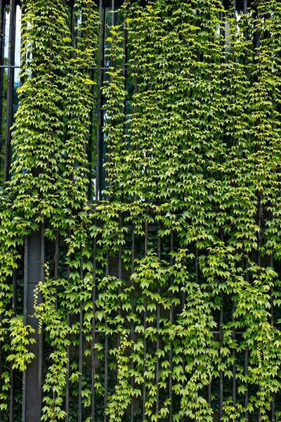 Pared Cubierta Hiedra —  Fotos de Stock