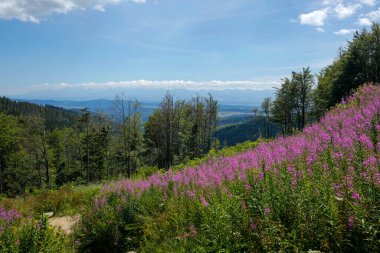 Çiçek açan ateş otu, arka planda Tatra Dağları olan dağ çayırında söğüt çiçeği.