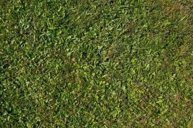 yeşil çim tarlası arka grunn