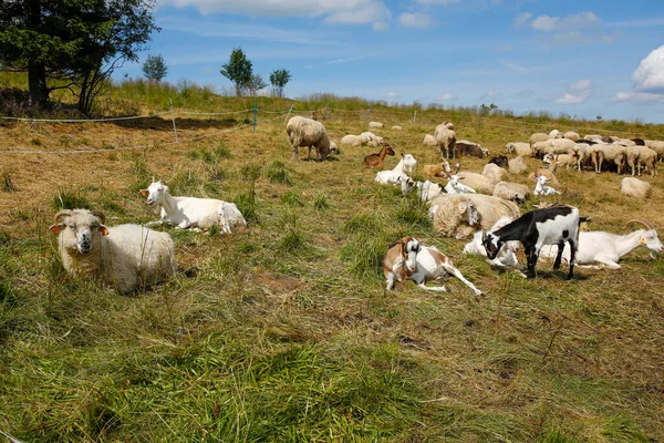 Manada Cabras Ovejas Prado Montaña — Foto de Stock