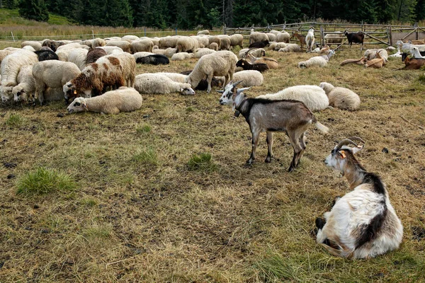 Manada Cabras Ovejas Prado Montaña — Foto de Stock