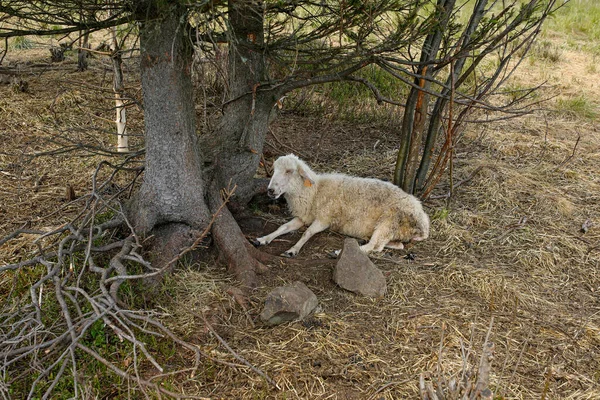 Dağlarda Bir Ağacın Altında Yatan Koyunlar — Stok fotoğraf