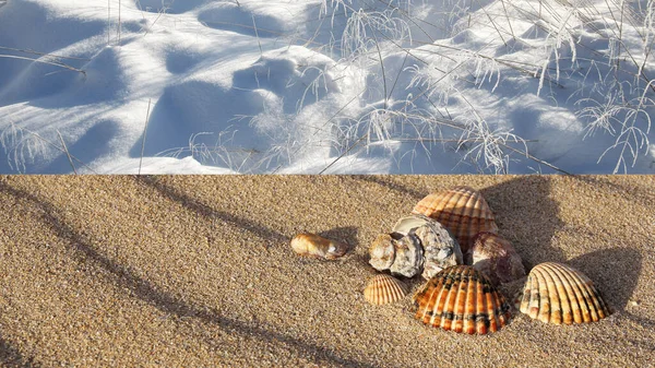 Морські Раковини Піщаному Пляжі Зимовому Полі Зимовий Літній Фон — стокове фото