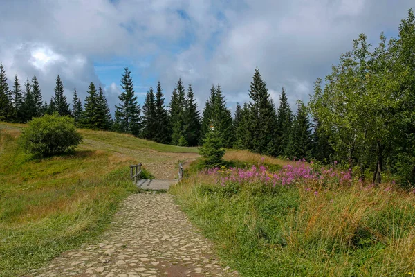 Bloeiende Vuurwiet Wilgenkruid Bloem Bergweide Met Brug — Stockfoto