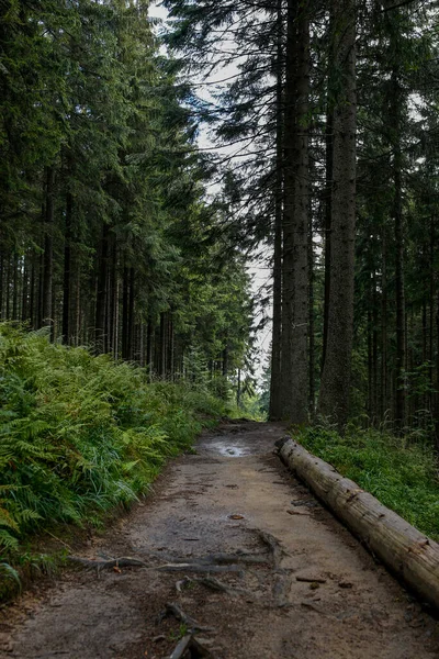 Pad Het Sparrenbos Bergen Regen — Stockfoto