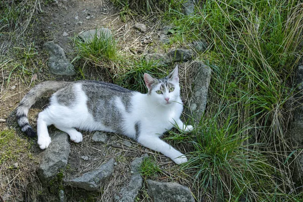 Lindo Gato Doméstico Montaña Paisaje —  Fotos de Stock