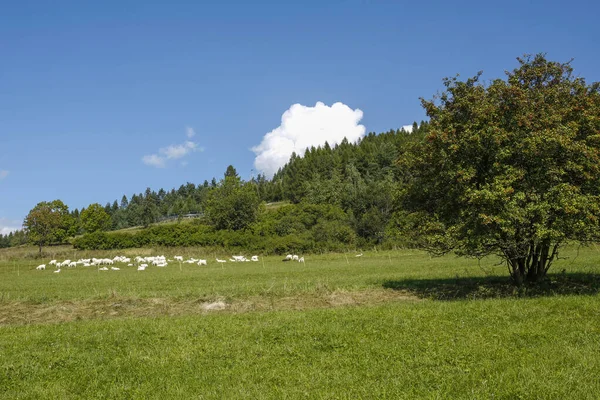 Getbesättning Fjällängen — Stockfoto