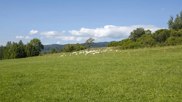 Manada Cabras Prado Montaña — Foto de Stock