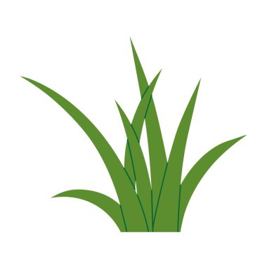 Taze yeşil çimen yaprakları beyaz arka planda izole; eko tasarımlar, doğa kavramları, bahar ve yaz projeleri için mükemmel - vektör illüstrasyonu