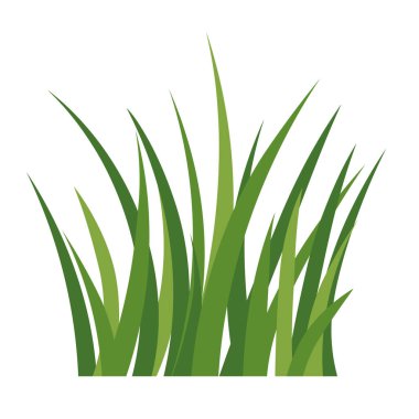 Taze yeşil çimen yaprakları beyaz arka planda izole; eko tasarımlar, doğa kavramları, bahar ve yaz projeleri için mükemmel - vektör illüstrasyonu