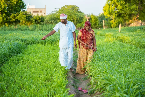 Indian farmer couple walking together in their agriculture green field inspecting the crop before harvesting. village life, copy space to write text.
