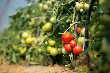 Seranın içinde yetişen domates bitkileri. Endüstriyel tarım.