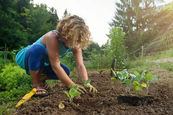 Mulher Plantando Plantas Repolho Jovens Jardim — Fotografia de Stock