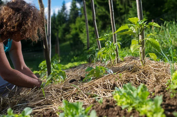 Täcka Unga Capsicum Växter Med Halmtäcke För Att Skydda Från — Stockfoto