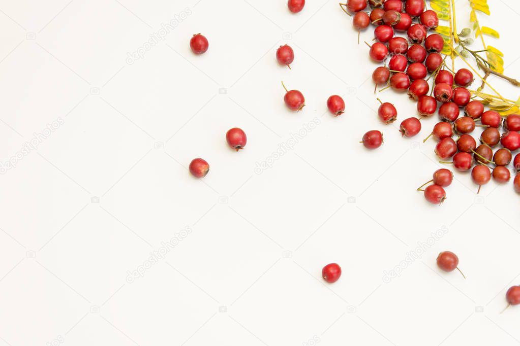 Frame of red hawthorn berries (Crataegus rhipidophylla) in autumn on a white toned background with space for text. flat lay.