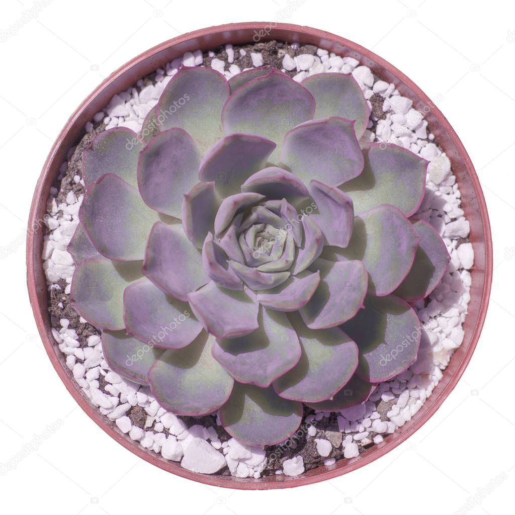 Echeveria in pot isolated on white.Top view