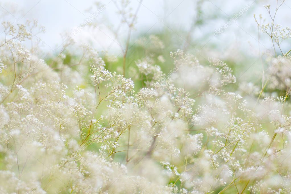 Beautiful landscape the wildlife. Fresh  grass and small white flowers . Soft focus.