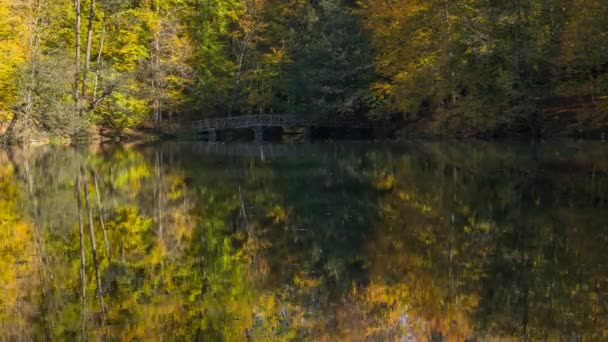 Schöner Herbst Video Zeitraffer Mit Tollen Farben Des Waldes Und — Stockvideo