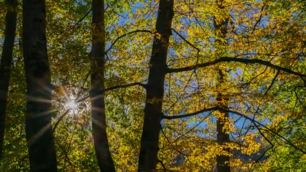 Lovely Autumn Video Time Великолепными Красками Леса Чистым Озером — стоковое видео