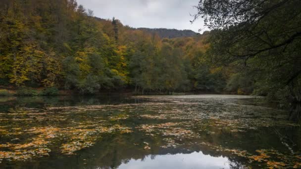 Schöner Herbst Video Zeitraffer Mit Tollen Farben Des Waldes Und — Stockvideo