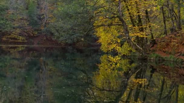 Otoño Encantador Video Time Lapse Con Grandes Colores Del Bosque — Vídeo de stock