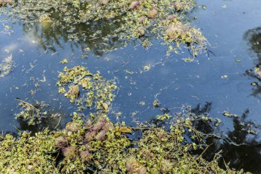 Bir gölet yansımaları ve sarı yaprak ve ot Güz