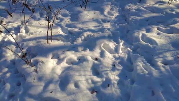 Winter Wald Video Hintergrund Mit Bäumen Und Schnee — Stockvideo