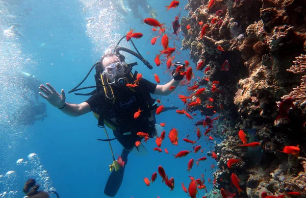 Diving in the Red Sea in Egypt, tropical reef