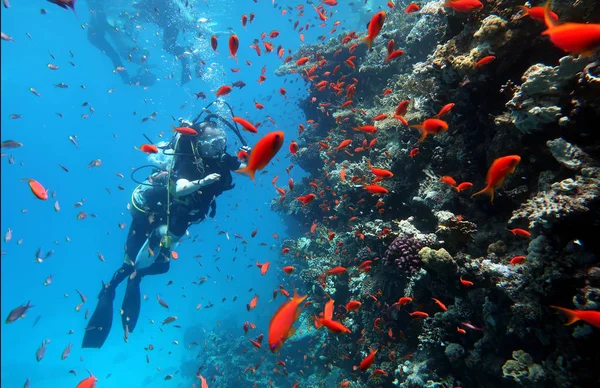 Diving in the Red Sea in Egypt, tropical reef — Stock Photo, Image