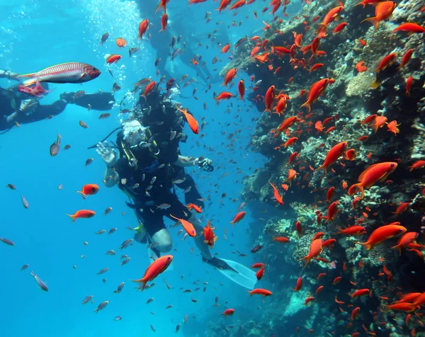Immersioni nel Mar Rosso in Egitto, barriera corallina tropicale — Foto Stock