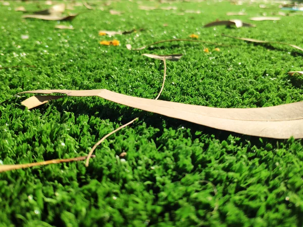 Grön gräs bakgrund nära vy — Stockfoto
