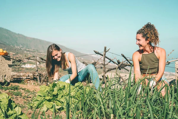 Amigos Trabalhando Juntos Uma Casa Fazenda Jovens Felizes Colhendo Legumes — Fotografia de Stock