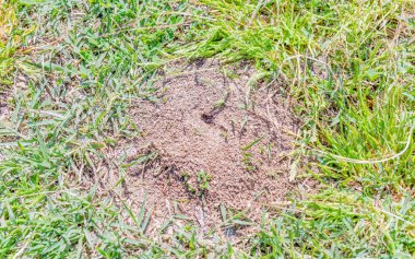 Anthill closeup. Photographed on a sunny day on a lawn of a public urban park clipart