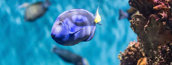 Gros Plan Paracanthurus Hepatus Une Espèce Poisson Chirurgien Alias Tang — Photo