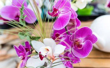 Serada yetiştirilen güzel pembe phalaenopsis orkide