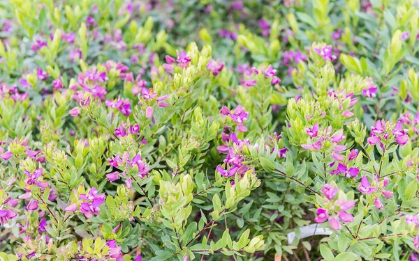 Güzel yeşil ve mor çiçekler bir sera içinde Bush'larda. Alan bölümü sığ, arka plan olarak kullanılabilir
